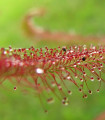 Rosnatka červená - Drosera capensis Giftberg - prodej semen - 15 ks