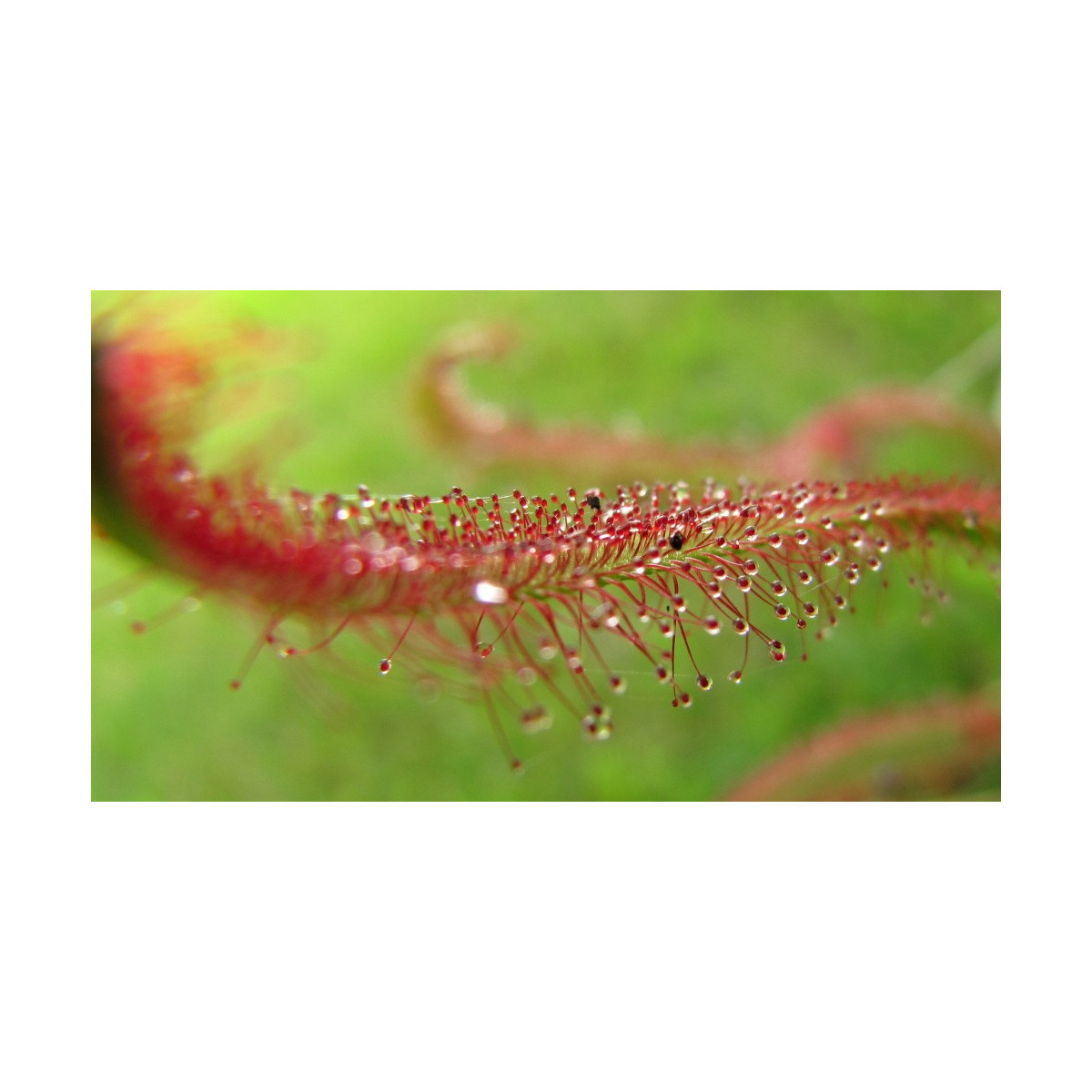 Rosnatka červená - Drosera capensis Giftberg - prodej semen - 15 ks