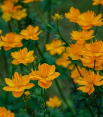 Upolín čínský Gold queen - Trollius chinensis - semena upolínu - 20 ks