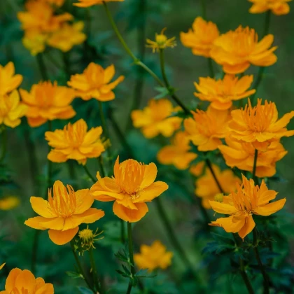 Upolín čínský Gold queen - Trollius chinensis - semena upolínu - 20 ks