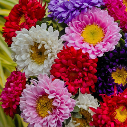 Astra čínská směs barev - Callistephus chinensis mix - semena astry - 80 ks