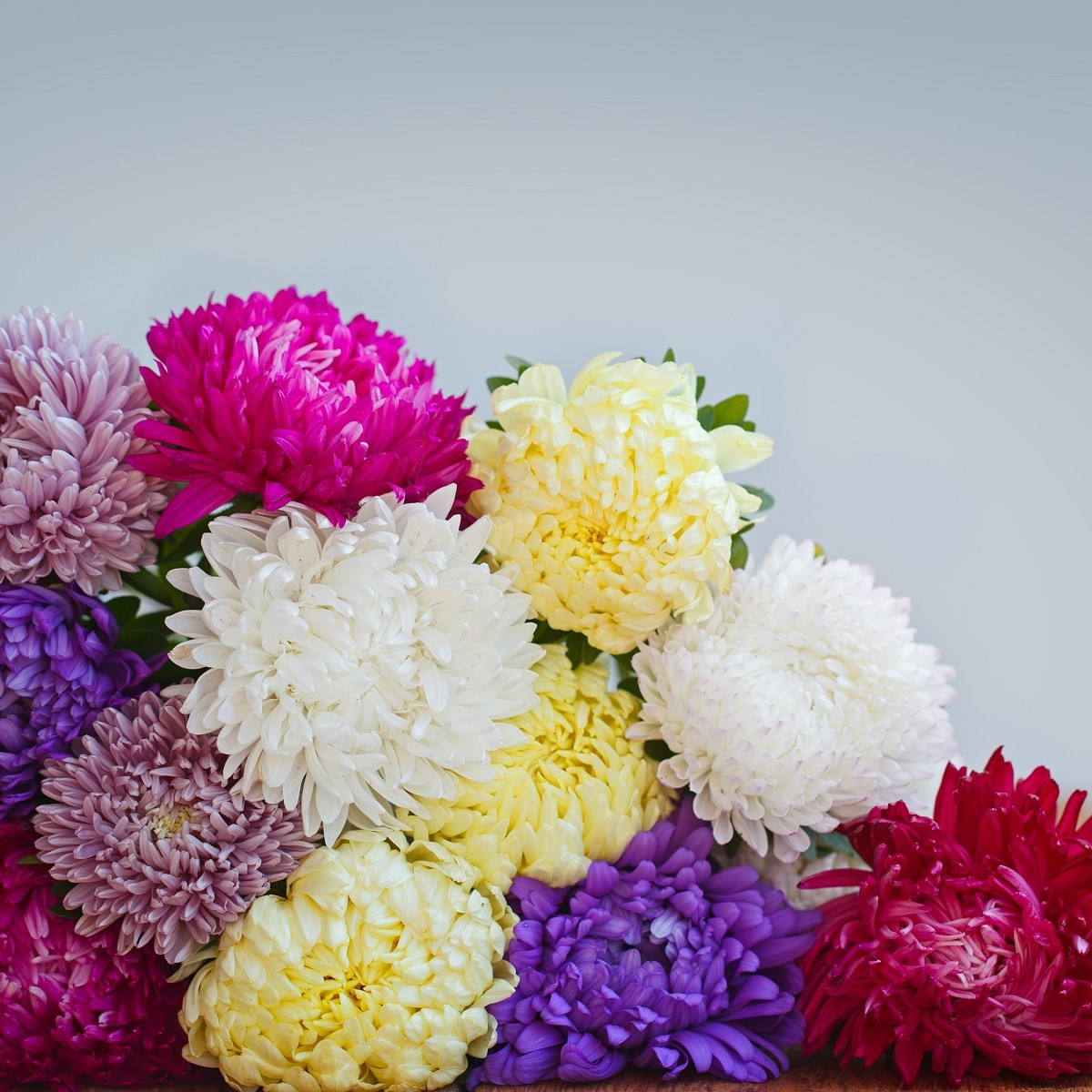 Astra čínská Serenade směs barev - Callistephus chinensis - semena astry - 110 ks