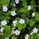 Bakopa Snowtopia - Bacopa sutera cordata - semena bakopy - 7 ks