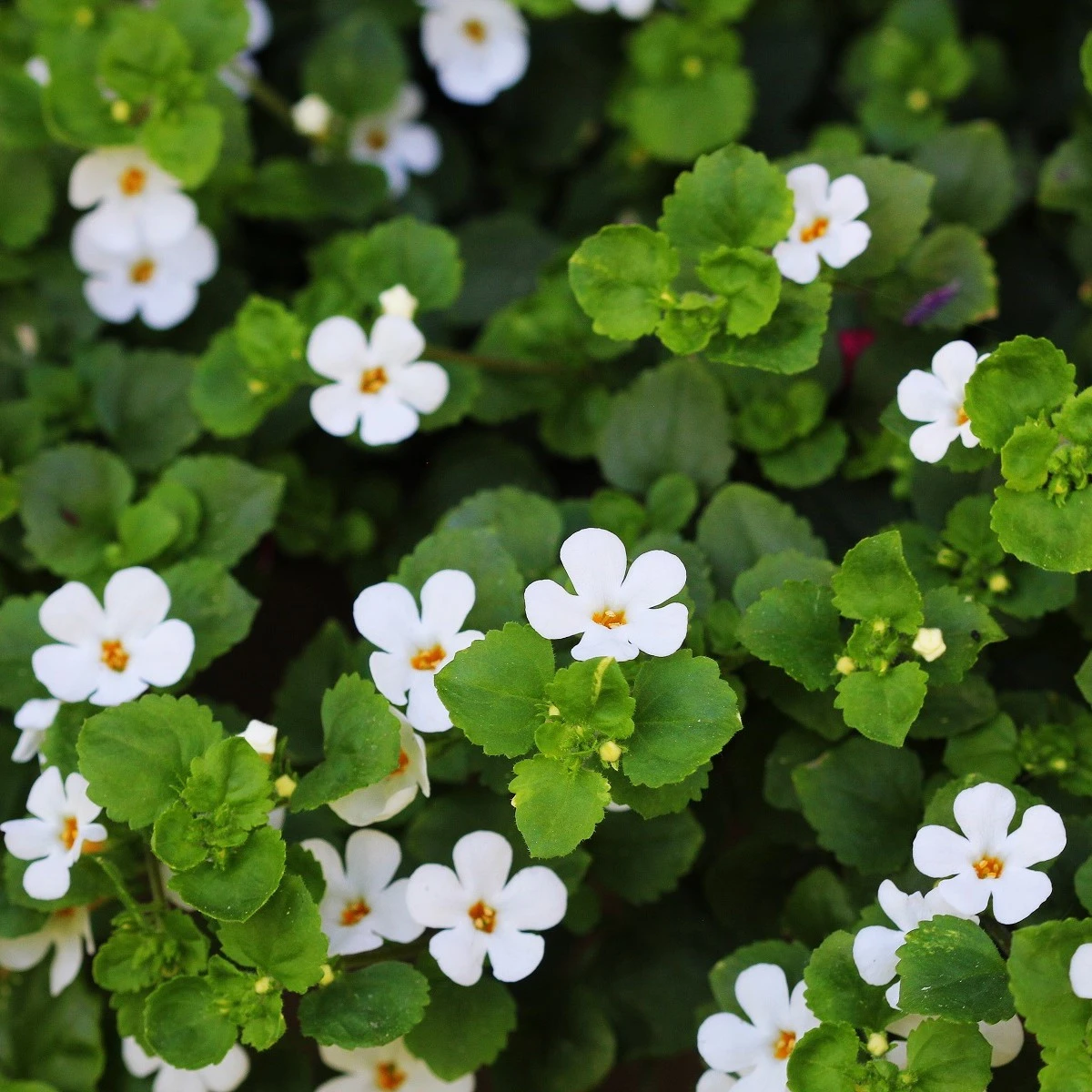 Bakopa Snowtopia - Bacopa sutera cordata - semena bakopy - 7 ks