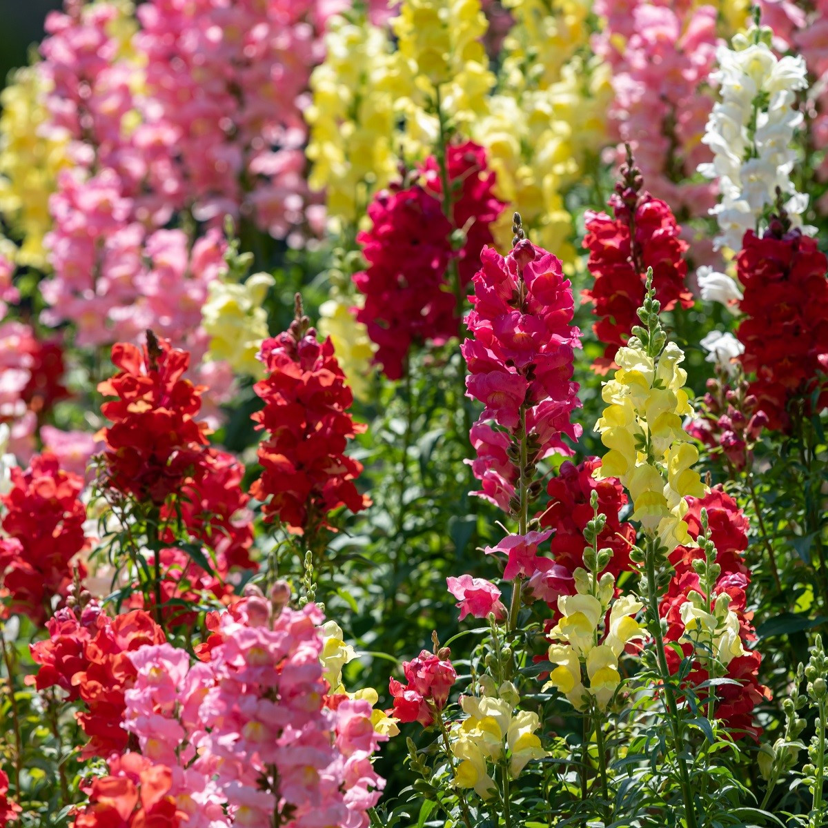 Hledík větší - Antirrhinum majus - semena hledíku - 400 ks