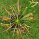 Rosnatka červená - Drosera capensis Giftberg - prodej semen - 15 ks