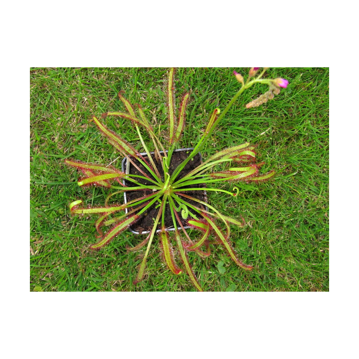 Rosnatka červená - Drosera capensis Giftberg - prodej semen - 15 ks