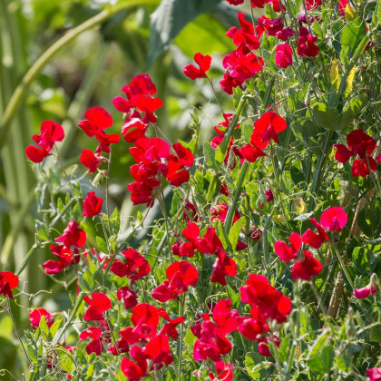 Hrachor vonný královský Scharlach - Lathyrus odoratus - semena hrachoru - 16 ks