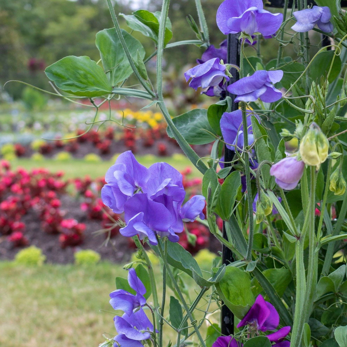 Hrachor vonný královský modrý - Lathyrus odoratus - semena hrachoru - 20 ks