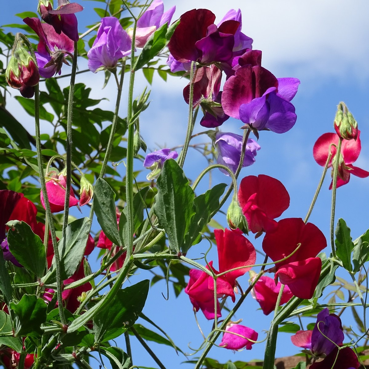 Hrachor vonný Bijou směs - Lathyrus odoratus - semena hrachoru - 16 ks