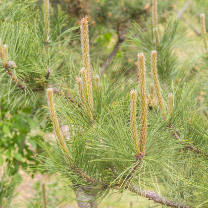 Borovice yunnan - Pinus yunnanensis - semena borovice - 5 ks