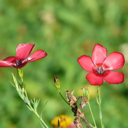 Len velkokvětý červený - Linum grandiflorum - semena lnu - 140 ks