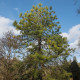 Sosna chińska - Pinus tabuliformis - nasiona sosny - 15 szt.