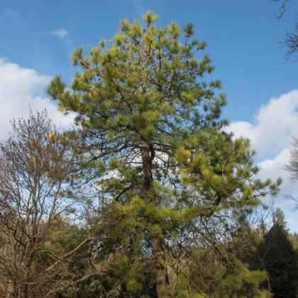 Sosna chińska - Pinus tabuliformis - nasiona sosny - 15 szt.