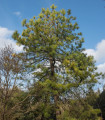 Sosna chińska - Pinus tabuliformis - nasiona sosny - 15 szt.