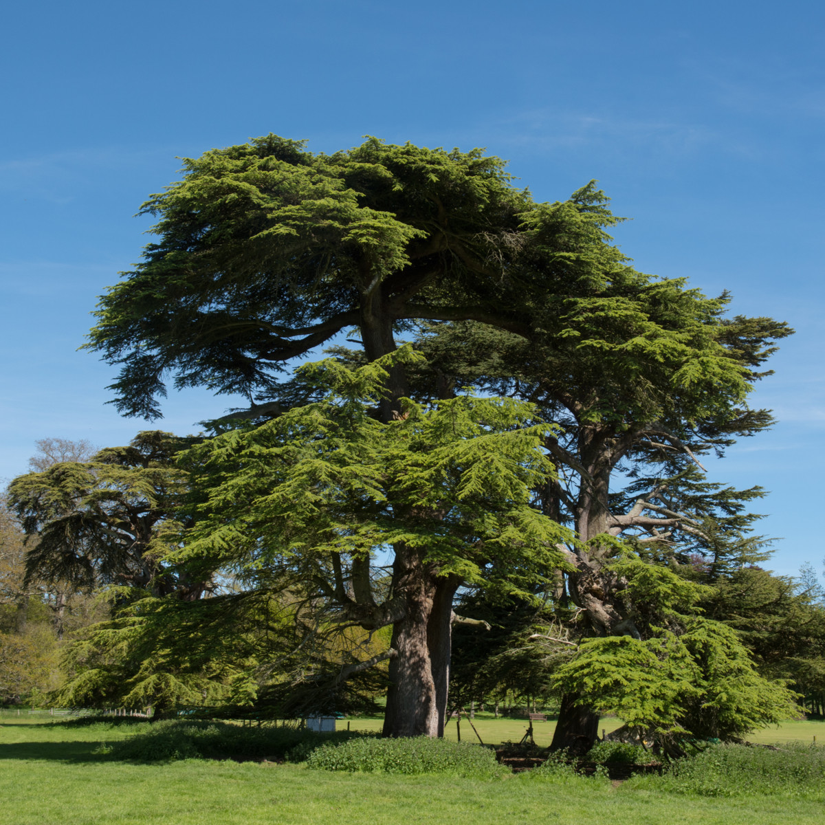 Cedr libanonský - Cedrus libani - semena cedru - 6 ks