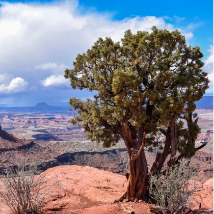 Jalovec osteosperma - Juniperus osteosperma - semena jalovce - 5 ks
