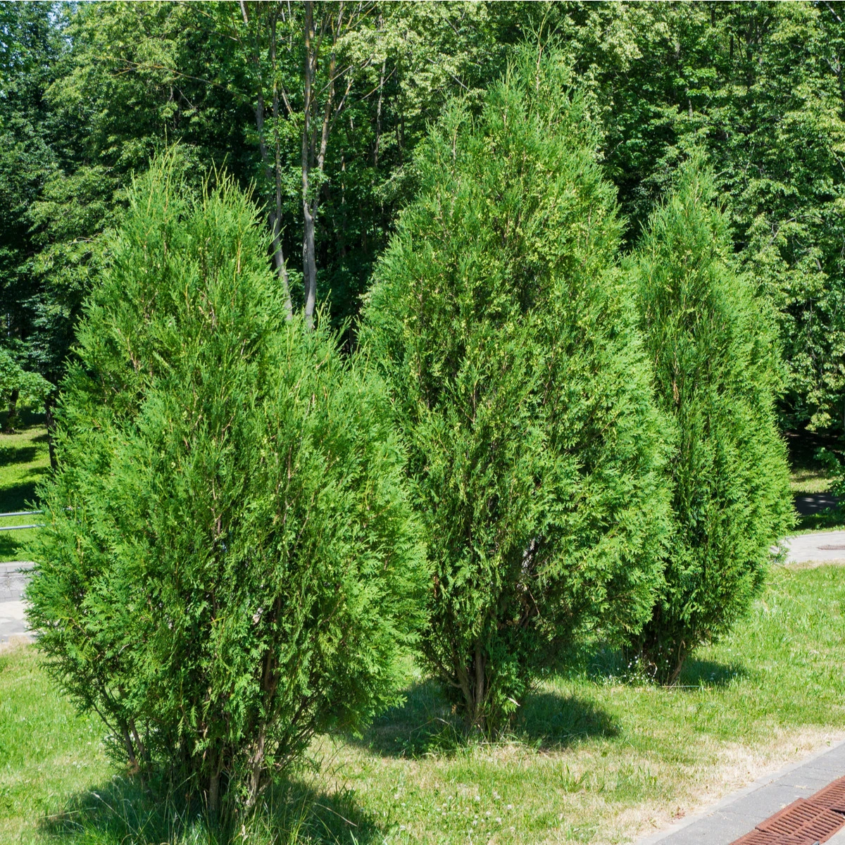 Túje - Thuja plicata - semena túje - 18 ks