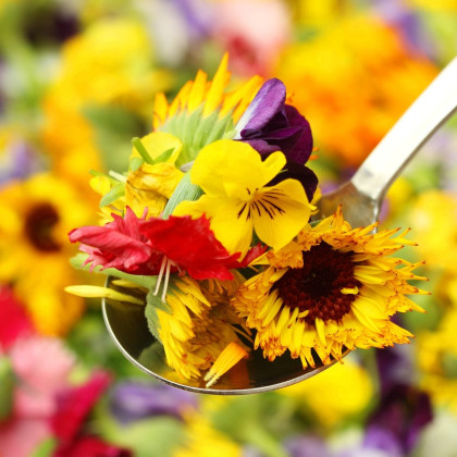 Letničky pro gurmány - semena letniček - směs letniček - 0,5 g