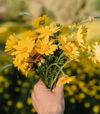Zahradní sen ve žluté - semena letniček - směs letniček - 0,9 g