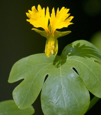 Lichořeřišnice vysoká kanárská - Kapucínka - Tropaeolum peregrinum - semena lichořeřišnice - 10 ks