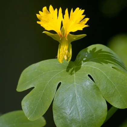 Nasturcja wysoka kanaryjska - Tropaeolum peregrinum - nasiona nasturcji - 10 szt.