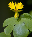 Nasturcja wysoka kanaryjska - Tropaeolum peregrinum - nasiona nasturcji - 10 szt.