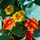 Nasturcja większa Lobbianum mieszanka - Tropaeolum majus - nasiona nasturcji - 10 szt.