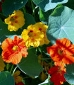 Nasturcja większa Lobbianum mieszanka - Tropaeolum majus - nasiona nasturcji - 10 szt.