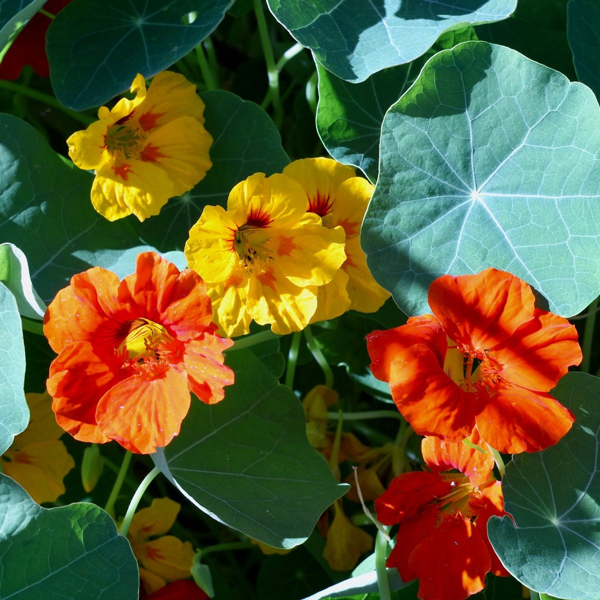 Nasturcja większa Lobbianum mieszanka - Tropaeolum majus - nasiona nasturcji - 10 szt.
