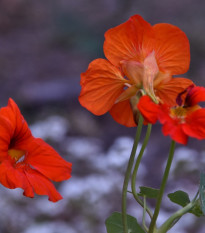 Nasturcja niska Princess of India - Tropaeolum minus - nasiona nasturcji - 15 szt.