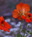 Nasturcja niska Princess of India - Tropaeolum minus - nasiona nasturcji - 15 szt.