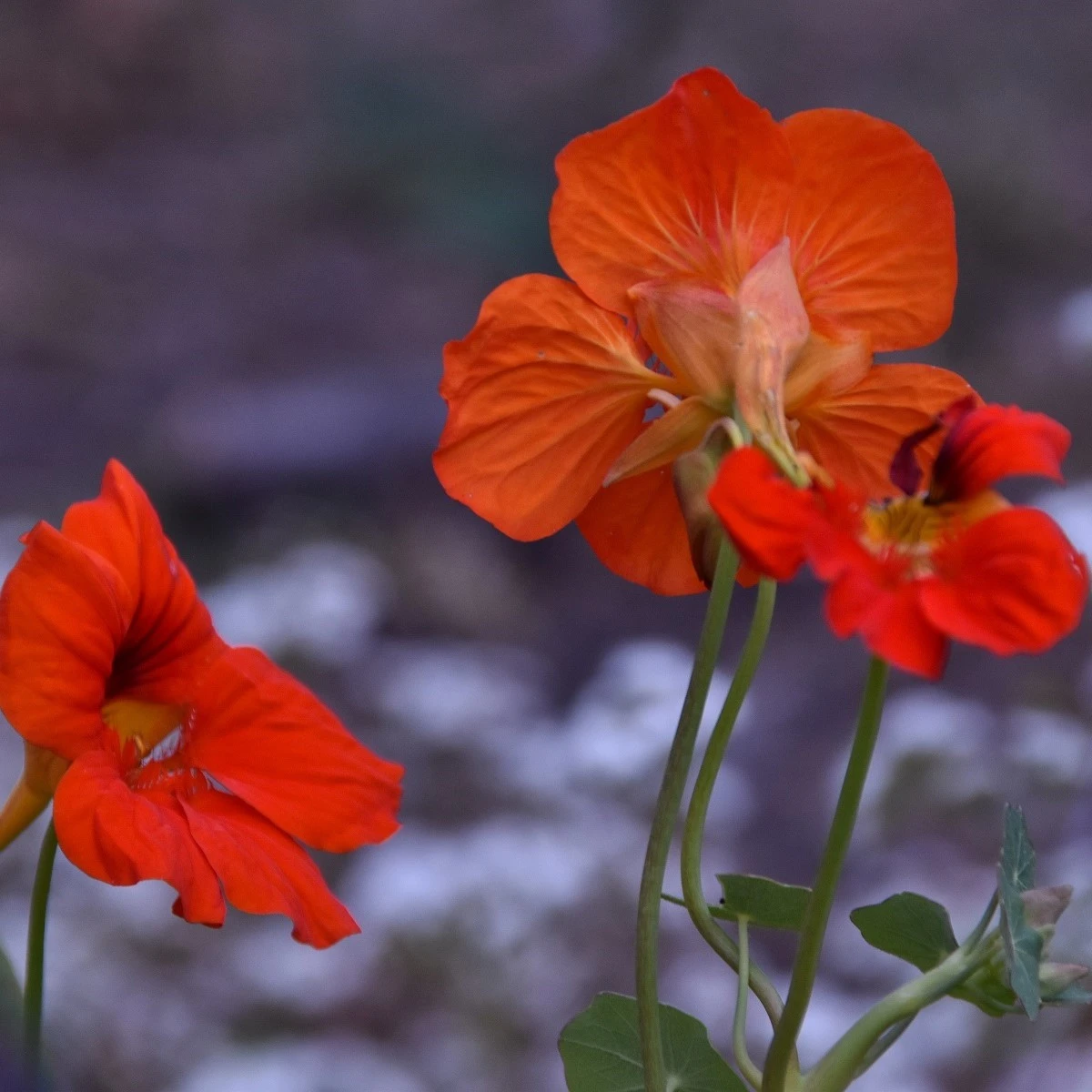 Nasturcja niska Princess of India - Tropaeolum minus - nasiona nasturcji - 15 szt.