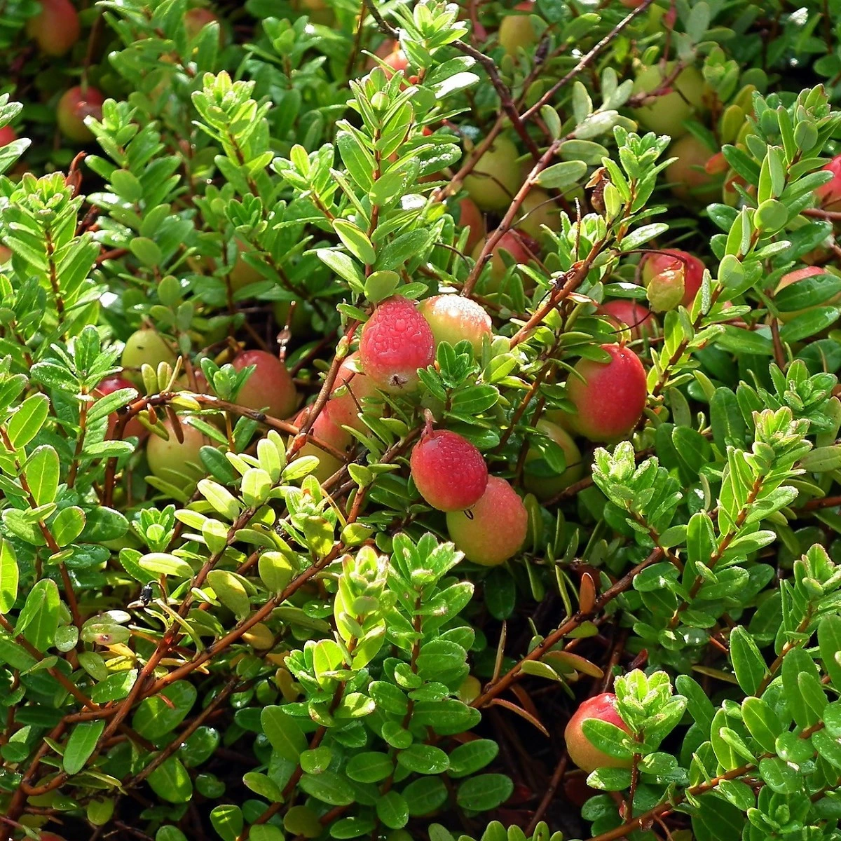 Klikva velkoplodá - Vaccinium macrocarpon - semena klikvy - 10 ks