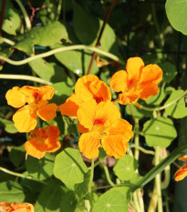 Nasturcja niska Tip Top Apricot - Tropaeolum minus - nasiona nasturcji - 12 szt.