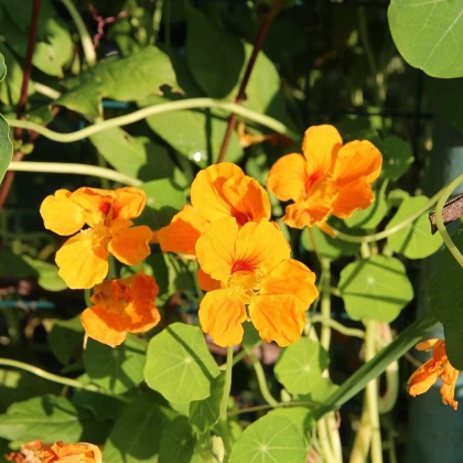 Nasturcja niska Tip Top Apricot - Tropaeolum minus - nasiona nasturcji - 12 szt.