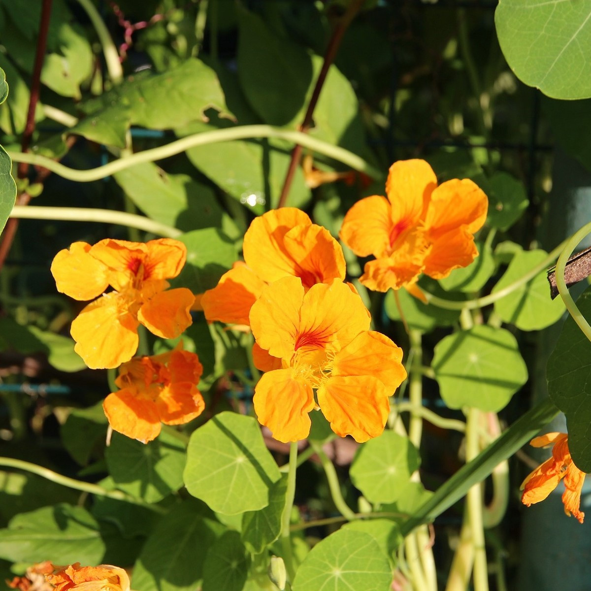 Nasturcja niska Tip Top Apricot - Tropaeolum minus - nasiona nasturcji - 12 szt.