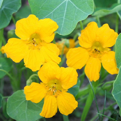 Nasturcja niska Tip Top Gold - Tropaeolum minus - nasiona nasturcji - 10 szt.