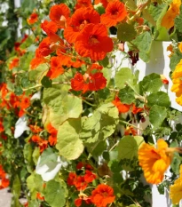 Nasturcja niska mieszanka kolorów - Tropaeolum majus nanum - nasiona nasturcji - 10 szt.