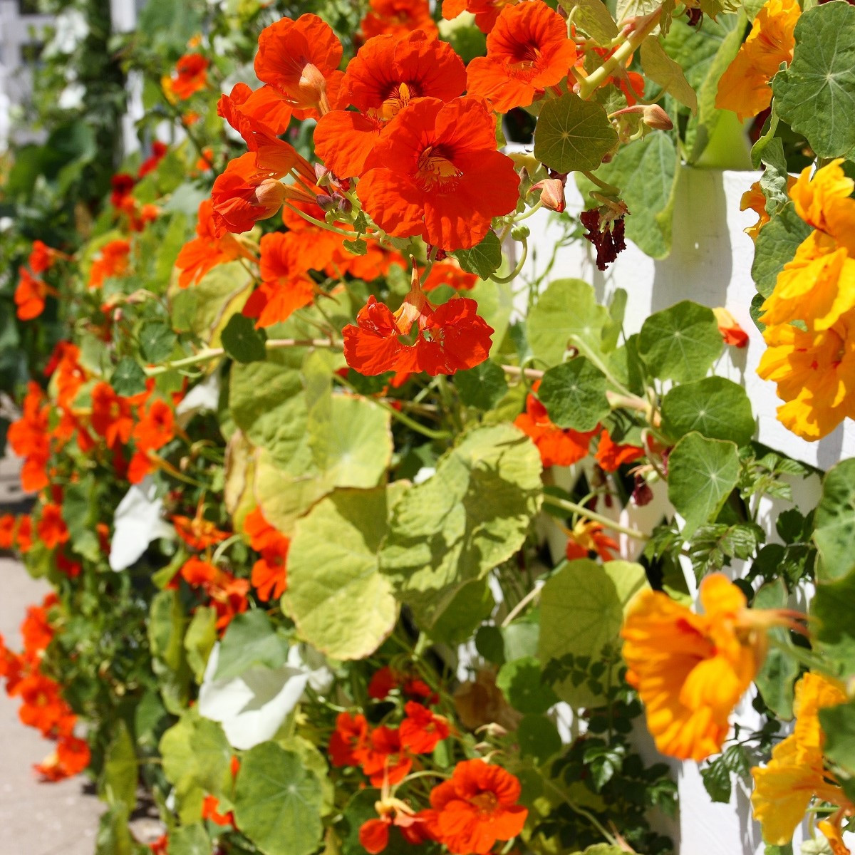 Nasturcja niska mieszanka kolorów - Tropaeolum majus nanum - nasiona nasturcji - 10 szt.