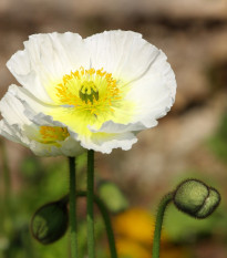 Mák bílý Bridal Silk - Papaver rhoeas - semena máku - 150 ks