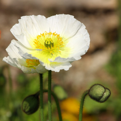 Mák bílý Bridal Silk - Papaver rhoeas - semena máku - 150 ks