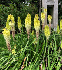 Mnohokvět bílý - Kleopatřina jehla - Kniphofia - prostokořenné sazenice mnohokvětu - 1 ks