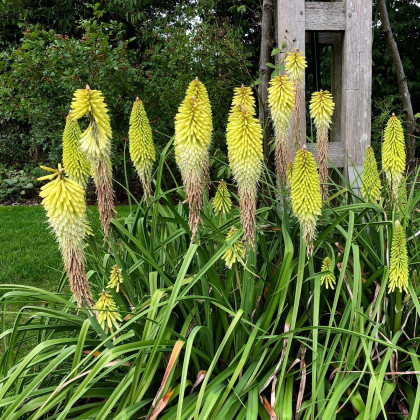 Trytoma biały - Igła Kleopatry - Kniphofia - sadzonka z odkrytym korzeniem - 1 szt.