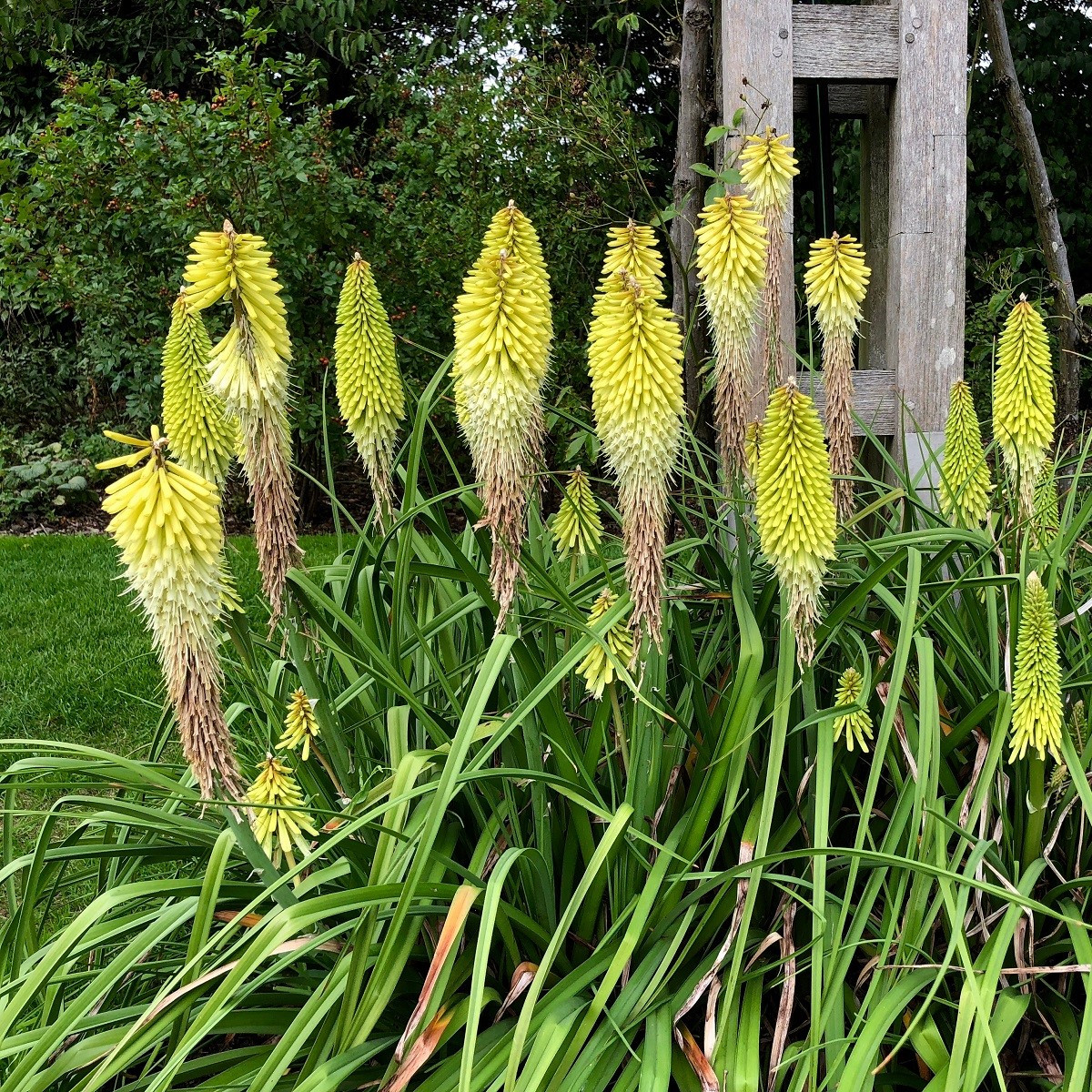 Trytoma biały - Igła Kleopatry - Kniphofia - sadzonka z odkrytym korzeniem - 1 szt.