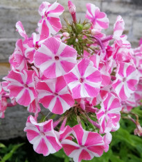 Plaménka Peppermint Twist - Phlox - prostokořenné sazenice plamének - 1 ks
