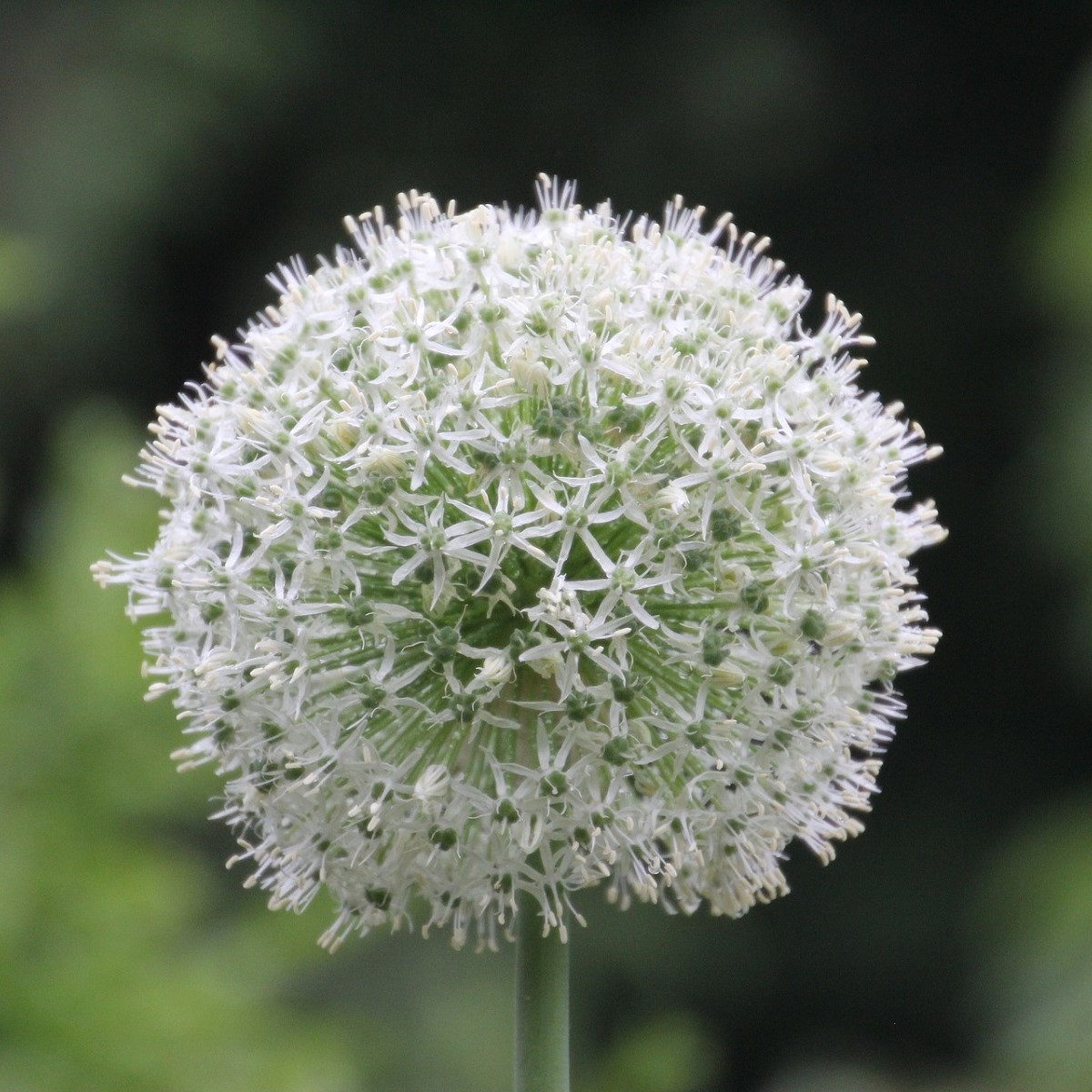 Česnek Mount Everest - Allium - cibule okrasného česneku - 1 ks