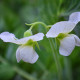 Hrachor vonný královský bílý - Lathyrus odoratus - semena hrachoru - 20 ks