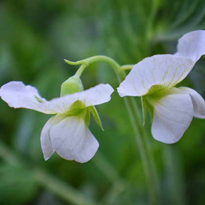 Hrachor vonný královský bílý - Lathyrus odoratus - semena hrachoru - 20 ks