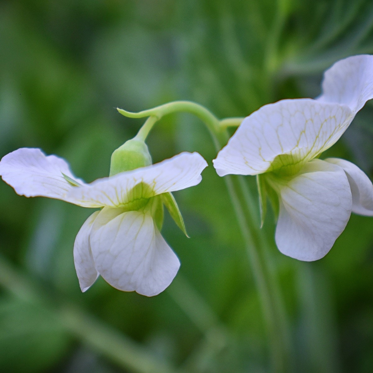 Hrachor vonný královský bílý - Lathyrus odoratus - semena hrachoru - 20 ks